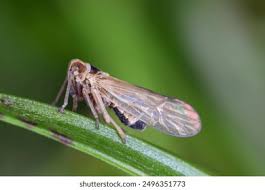 Attēlu rezultāti vaicājumam “Javesella pellucida”