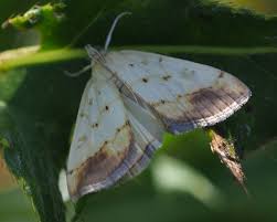 Attēlu rezultāti vaicājumam “Evergestis extimalis”