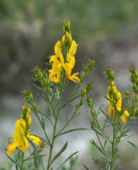 Image result for Genista tinctoria