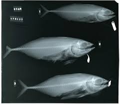 Image result for Thunnus albacares