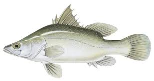 Image result for Menticirrhus saxatilis