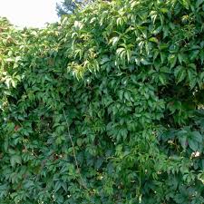 Attēlu rezultāti vaicājumam “Parthenocissus quinquefolia”