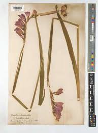 Attēlu rezultāti vaicājumam “Gladiolus imbricatus leaf”