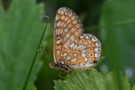 Attēlu rezultāti vaicājumam “Euphydryas maturna upperside”