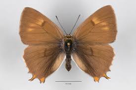 Attēlu rezultāti vaicājumam “Thecla betulae female”