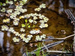 Attēlu rezultāti vaicājumam “Ranunculus sceleratus fruit”