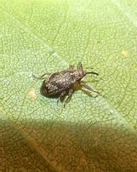 Attēlu rezultāti vaicājumam “Anthonomus pomorum”