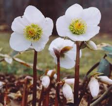 Attēlu rezultāti vaicājumam “Helleborus niger”