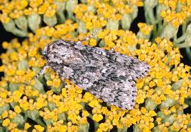 Attēlu rezultāti vaicājumam “Acronicta rumicis”