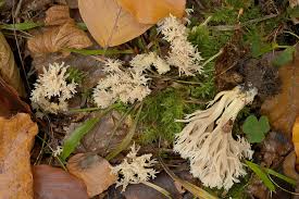 Attēlu rezultāti vaicājumam “Clavulina coralloides”