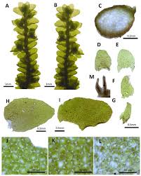 Attēlu rezultāti vaicājumam “Porella platyphylla”