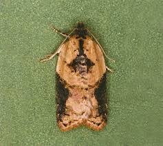 Attēlu rezultāti vaicājumam “Acleris laterana”