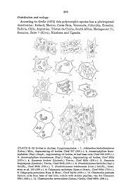 Attēlu rezultāti vaicājumam “Jungermannia sphaerocarpa”