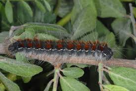 Attēlu rezultāti vaicājumam “Eriogaster lanestris”