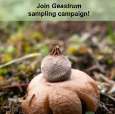 Attēlu rezultāti vaicājumam “Geastrum”