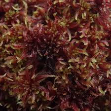 Attēlu rezultāti vaicājumam “Sphagnum rubellum”