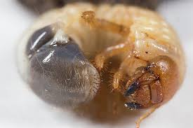 Attēlu rezultāti vaicājumam “Phyllopertha horticola”