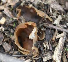 Attēlu rezultāti vaicājumam “Peziza varia”