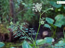 Attēlu rezultāti vaicājumam “Peucedanum palustre leaf”