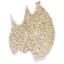 Attēlu rezultāti vaicājumam “Tritomaria exsectiformis”