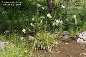 Attēlu rezultāti vaicājumam “Eriophorum latifolium flower”