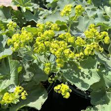 Image result for Alchemilla mollis