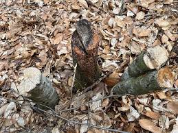 Attēlu rezultāti vaicājumam “Didymium verrucisporum stalked”