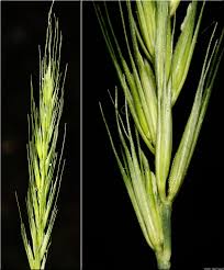Attēlu rezultāti vaicājumam “Hordelymus europaeus”