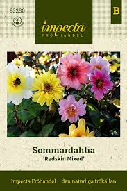 Image result for Dahlia x pinnata `Redskin`