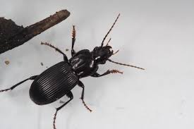 Attēlu rezultāti vaicājumam “Pterostichus sp.”