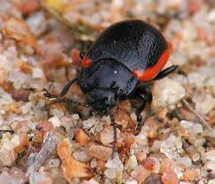 Attēlu rezultāti vaicājumam “Chrysolina sanguinolenta”