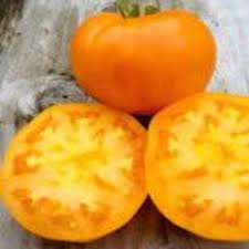 Afbeeldingsresultaat voor caro rich tomato