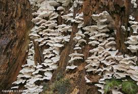 Attēlu rezultāti vaicājumam “Postia floriformis”