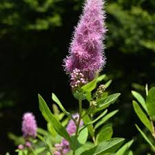 Attēlu rezultāti vaicājumam “Spiraea salicifolia”