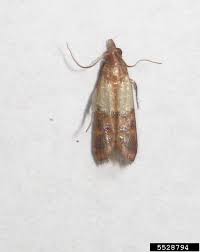 Attēlu rezultāti vaicājumam “Plodia interpunctella”