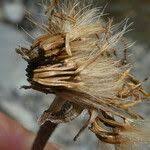 Attēlu rezultāti vaicājumam “Leontodon hispidus fruit”