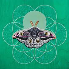 Attēlu rezultāti vaicājumam “Saturnia pavonia female”