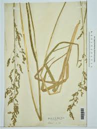 Attēlu rezultāti vaicājumam “Poa remota”