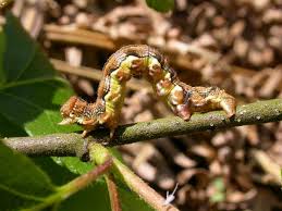 Attēlu rezultāti vaicājumam “Erannis defoliaria larva”