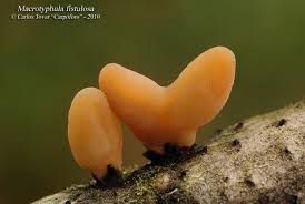 Attēlu rezultāti vaicājumam “Macrotyphula fistulosa”