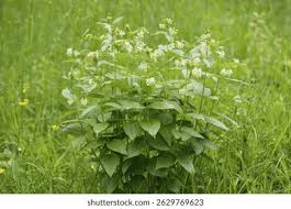 Attēlu rezultāti vaicājumam “Vincetoxicum hirundinaria flower”