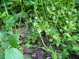 Attēlu rezultāti vaicājumam “Moehringia trinervia”