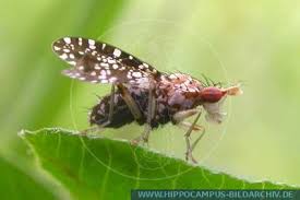 Attēlu rezultāti vaicājumam “Trypetoptera punctulata”