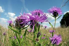 Attēlu rezultāti vaicājumam “Centaurea scabiosa”