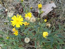 Attēlu rezultāti vaicājumam “Hieracium umbellatum”