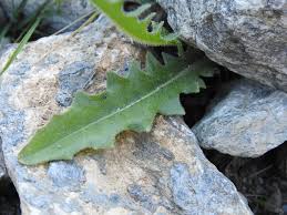 Attēlu rezultāti vaicājumam “Leontodon hispidus leaf”