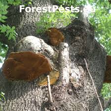 Attēlu rezultāti vaicājumam “Inonotus leporinus”