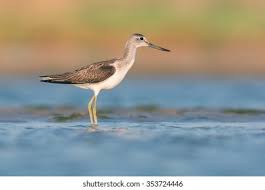 Attēlu rezultāti vaicājumam “Tringa nebularia”