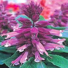 Image result for Salvia splendens
