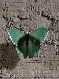 Attēlu rezultāti vaicājumam “Hemithea aestivaria”